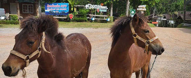 งานอีเวนต์ โต๊ะไม้ รีสอร์ท